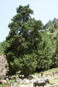 Cupressus sempervirens var. horizontalis